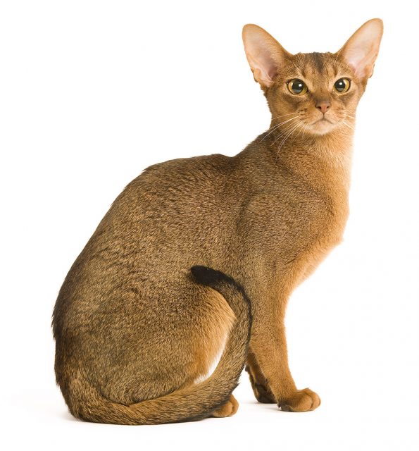 Abyssinian