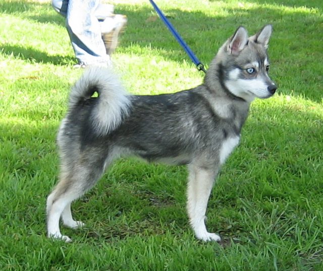 Breed Standards  Alaskan Klee Kai Association of America