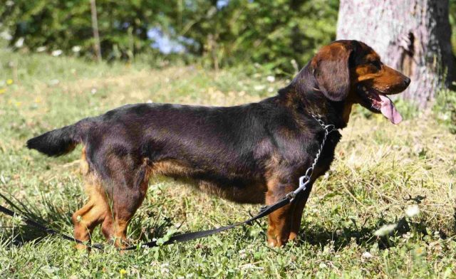 Alpine Dachsbracke
