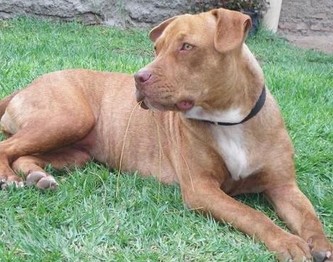 American Pit Bull Terrier