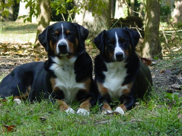 Appenzell Mountain Dog