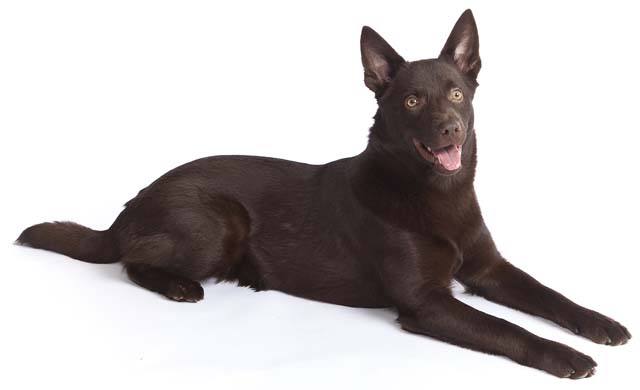 Australian Kelpie