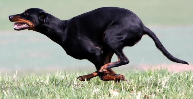 Large austrian dog breeds online