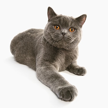 Brazilian Shorthair