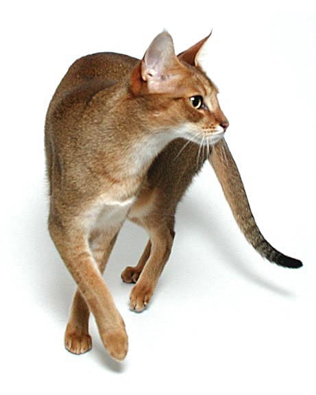 Chausie