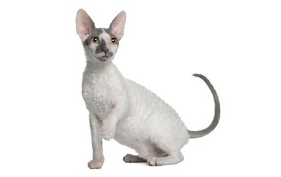 Cornish Rex