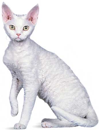 Devon Rex