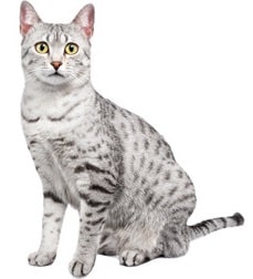 Egyptian Mau