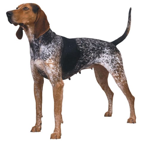 english coon dog