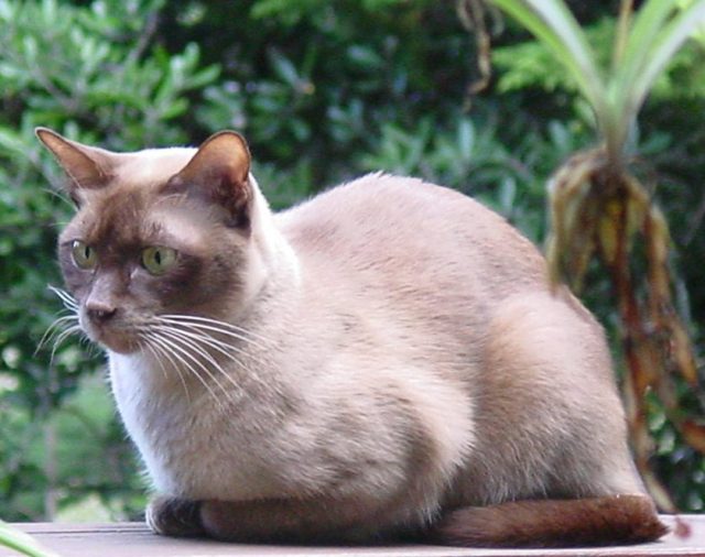 European Burmese