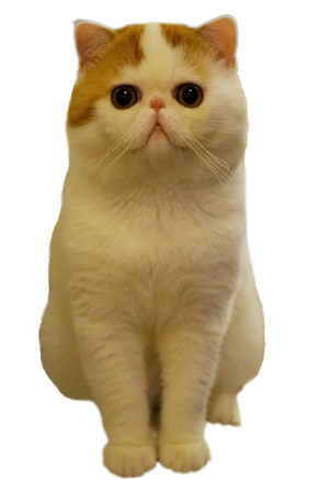 Exotic Shorthair