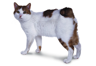 Japanese Bobtail