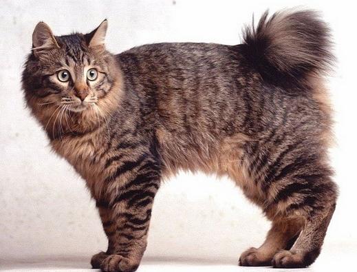 Kurilian Bobtail