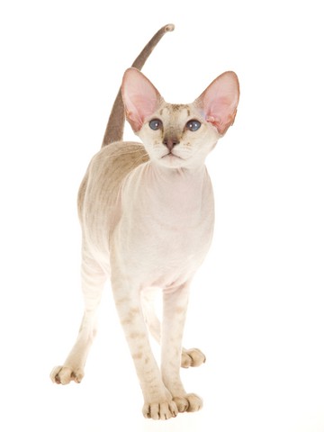 Peterbald