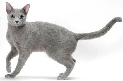 Russian Blue