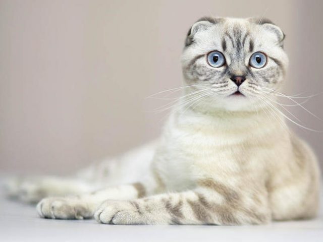 Scottish Fold