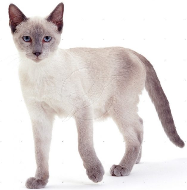 Siamese