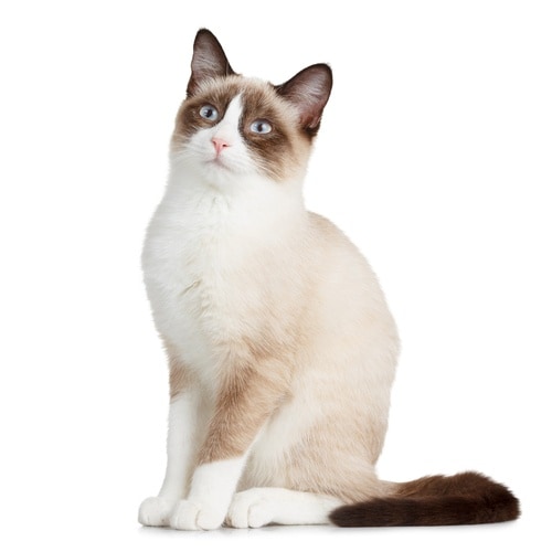 Snowshoe Cat