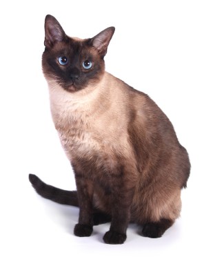 Tonkinese