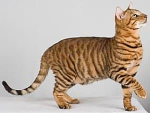 Toyger