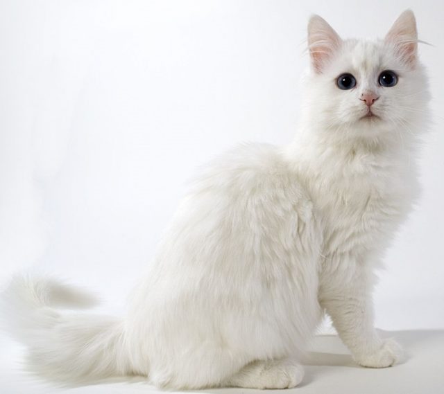 Turkish Angora