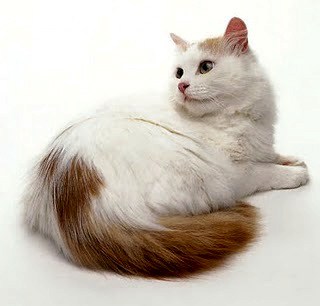 Turkish Van