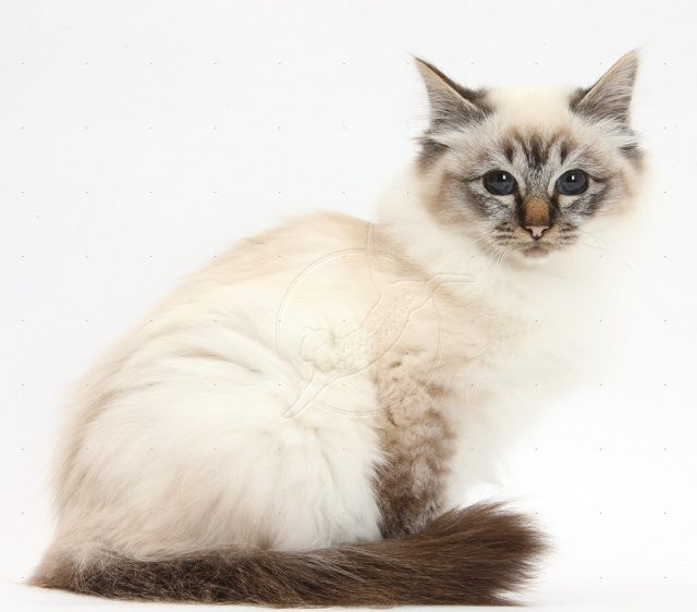 Birman