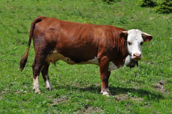 Abondance cattle