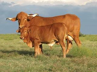 Afrikaner cattle