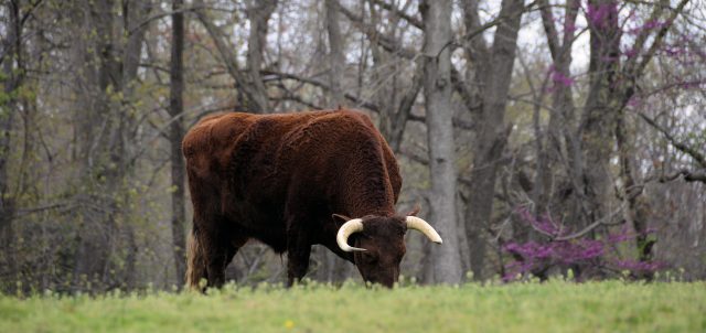 American Milking Devon