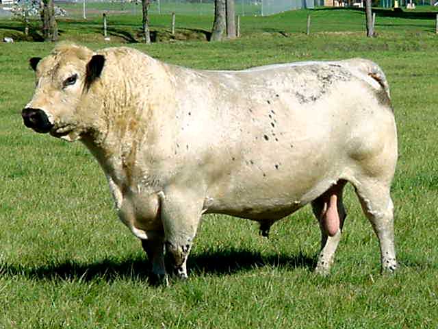 American /British White Park cattle