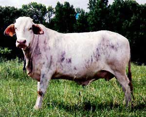 American cattle