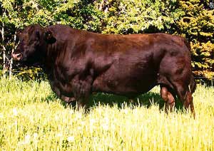 Amerifax cattle