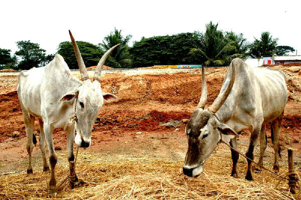 Amrit Mahal cattle