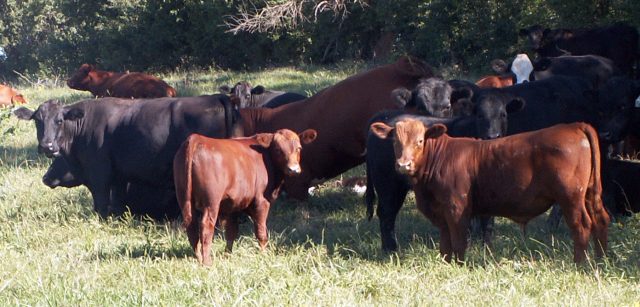 Angus cattle