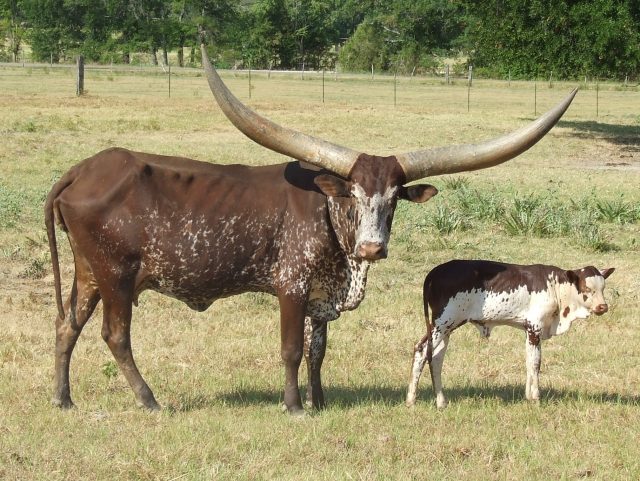 Ankole-Watusi cattle