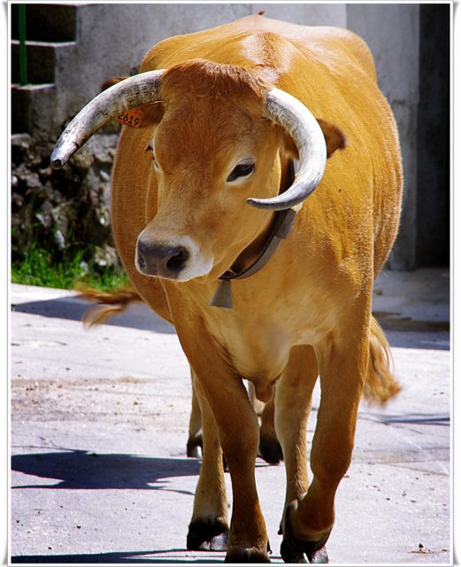 Arouquesa cattle