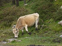Asturian Mountain cattle