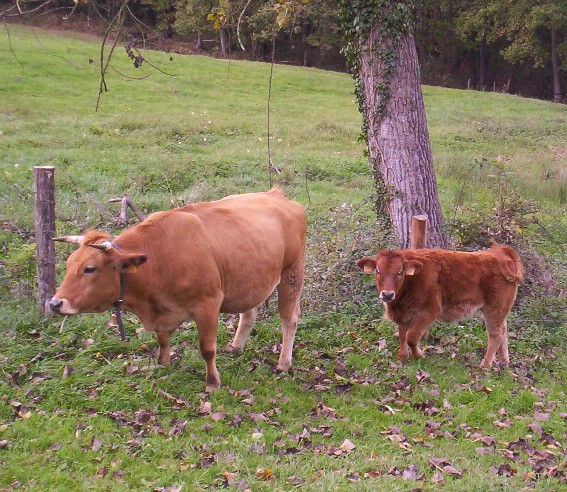 Asturian Valley cattle