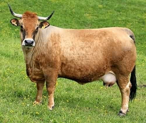 Aubrac cattle