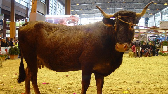 Aure et Saint-Girons cattle