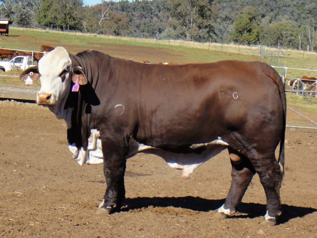 Australian Braford cattle