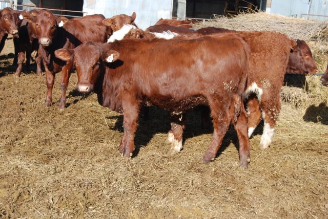 Barzona cattle