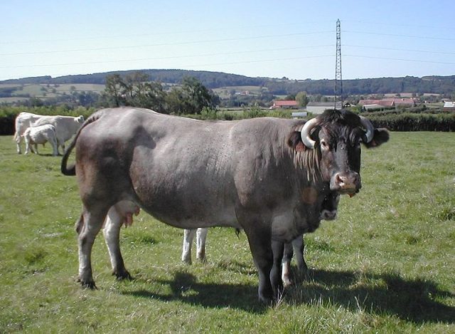 Bazadais cattle