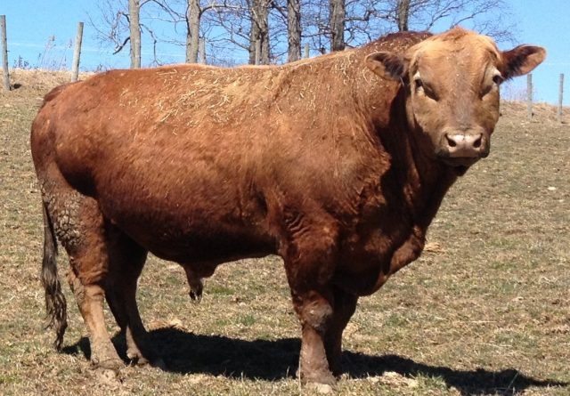 Beefalo cattle