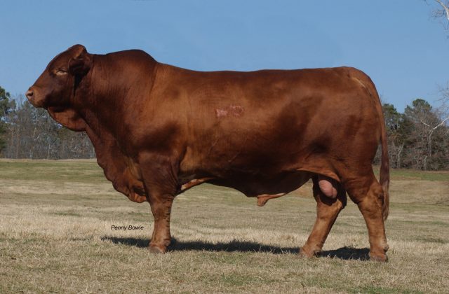 Beefmaster cattle