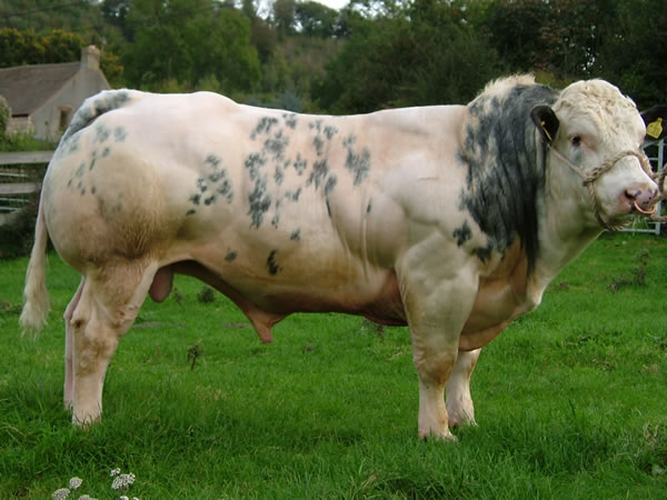 Belgian Blue Cattle 