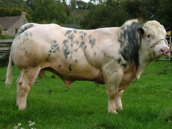 Belgian Blue Cattle