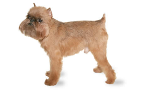 Belgian Griffon