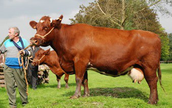 Belgian Red cattle